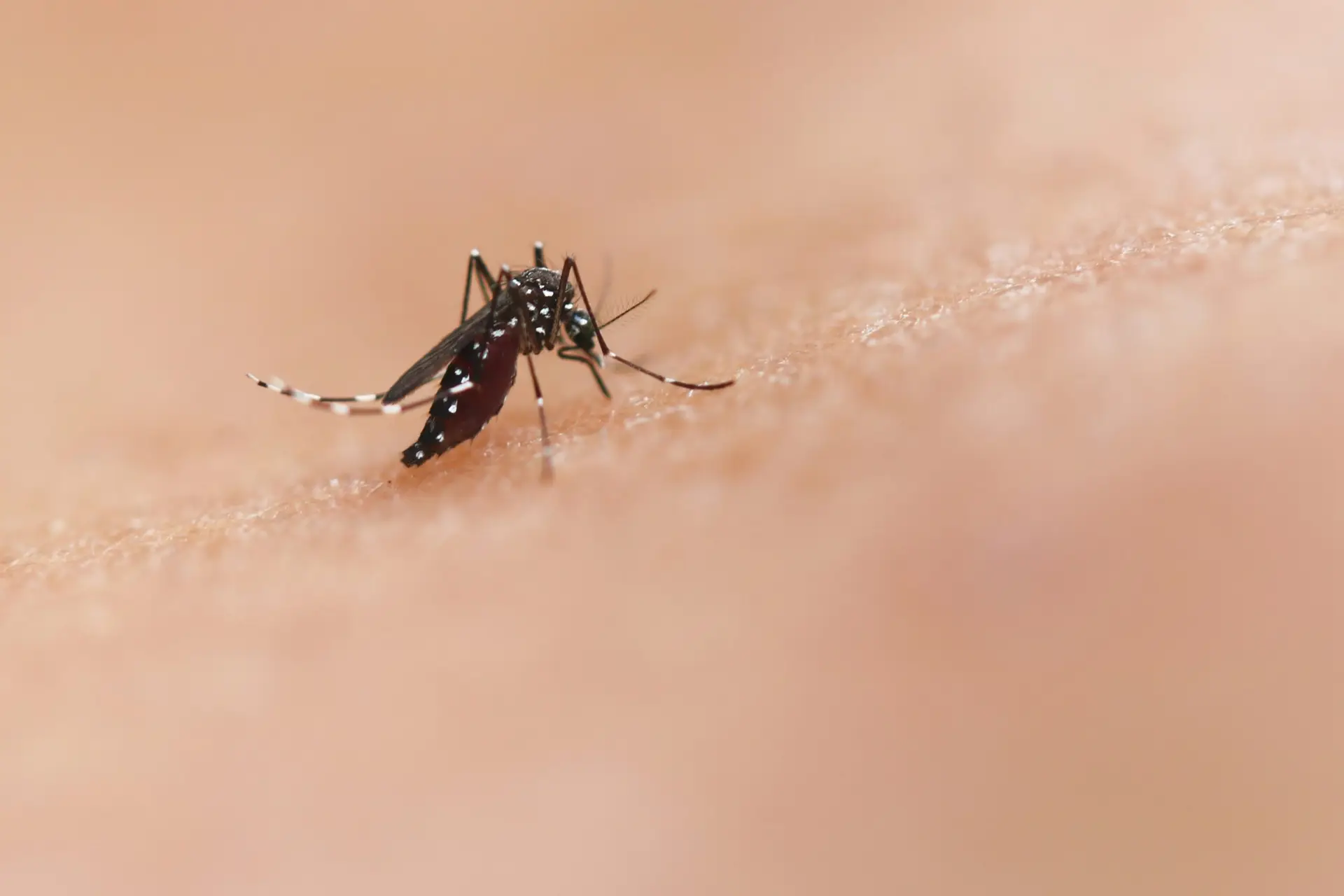 Guide complet pour éradiquer les moustiques avec un anti moustique naturel