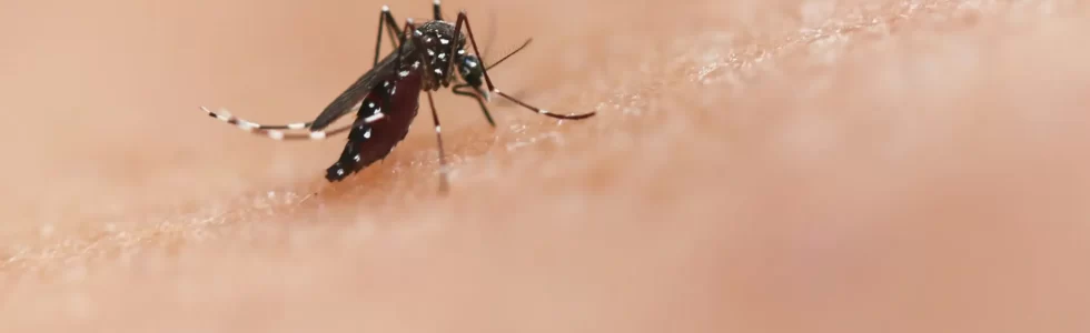 un guide complet sur la façon d'utiliser un répulsif anti-moustique naturel pour éliminer les moustiques.